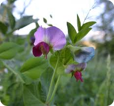 Attēlu rezultāti vaicājumam “Pisum sativum flower”