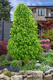 Attēlu rezultāti vaicājumam “Carpinus betulus”