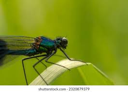 Attēlu rezultāti vaicājumam “Calopterygidae”