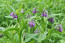 Image result for Symphytum officinale