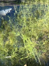 Attēlu rezultāti vaicājumam “Chara intermedia”