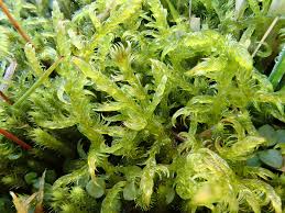 Attēlu rezultāti vaicājumam “Warnstorfia exannulata”