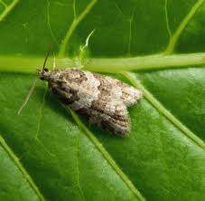 Attēlu rezultāti vaicājumam “Tortricidae”