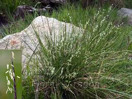Attēlu rezultāti vaicājumam “Nardus stricta fruit”