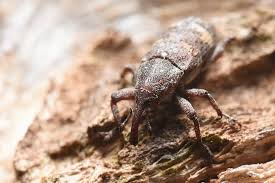 Attēlu rezultāti vaicājumam “Pissodes castaneus”