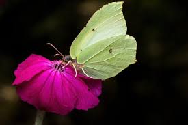 Attēlu rezultāti vaicājumam “Gonepteryx rhamni female”