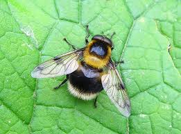 Attēlu rezultāti vaicājumam “Volucella bombylans”