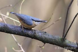 Attēlu rezultāti vaicājumam “Sitta europaea”