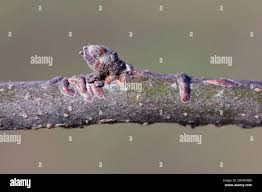 Attēlu rezultāti vaicājumam “Lepidosaphes ulmi imago”