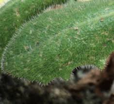 Attēlu rezultāti vaicājumam “Hypochaeris maculata leaf”