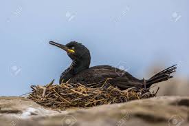 Attēlu rezultāti vaicājumam “Phalacrocorax carbo nest”