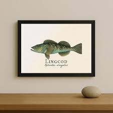 Image result for Ophiodon elongatus