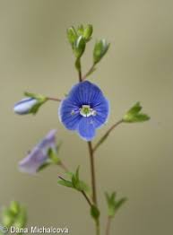 Attēlu rezultāti vaicājumam “Veronica chamaedrys bud”