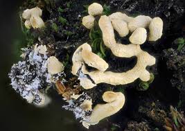 Attēlu rezultāti vaicājumam “Badhamia capsulifera”