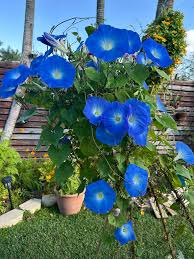 Image result for Ipomoea Heavenly Blue