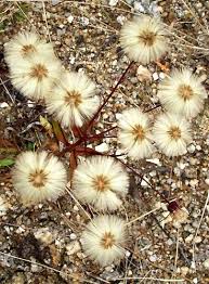 Attēlu rezultāti vaicājumam “Erigeron acris flower”