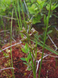 Attēlu rezultāti vaicājumam “Scheuchzeria palustris”