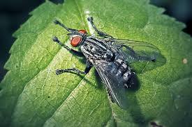 Attēlu rezultāti vaicājumam “Sarcophaga carnaria”