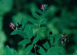 Attēlu rezultāti vaicājumam “Lathyrus niger leaf”