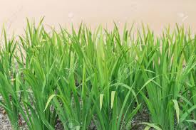 Attēlu rezultāti vaicājumam “Gramineae”