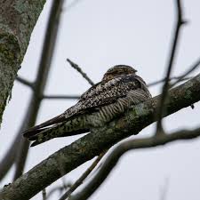 Image result for Chordeiles minor