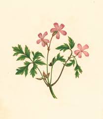 Attēlu rezultāti vaicājumam “Geranium robertianum”