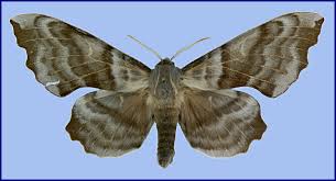 Attēlu rezultāti vaicājumam “Laothoe amurensis”