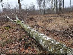 Attēlu rezultāti vaicājumam “Erythricium aurantiacum”