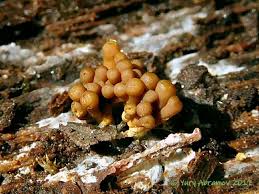 Attēlu rezultāti vaicājumam “Heterotrichia obvelata (syn. Arcyria obvelata)”