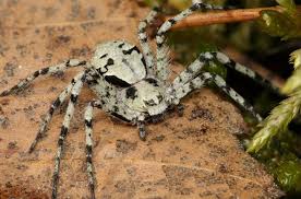 Attēlu rezultāti vaicājumam “Philodromus margaritatus”