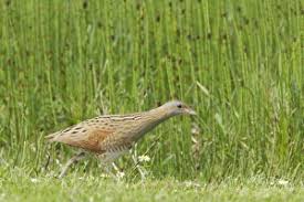 Attēlu rezultāti vaicājumam “Crex crex adult”