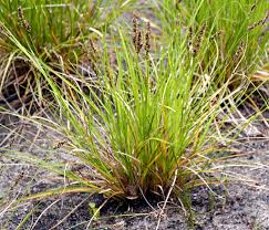Attēlu rezultāti vaicājumam “Carex disticha”