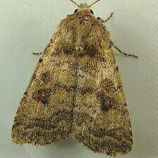 Attēlu rezultāti vaicājumam “Caradrina morpheus”