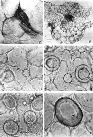 Attēlu rezultāti vaicājumam “Crepis paludosa leaf”