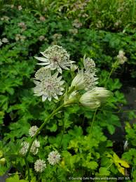 Attēlu rezultāti vaicājumam “Astrantia major leaf”