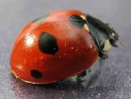 Attēlu rezultāti vaicājumam “Coccinella quinquepunctata”