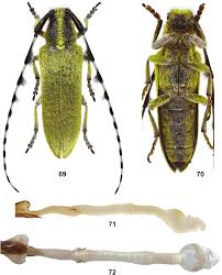 Attēlu rezultāti vaicājumam “Agapanthia villosoviridescens”