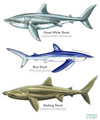 Image result for Carcharodon carcharias