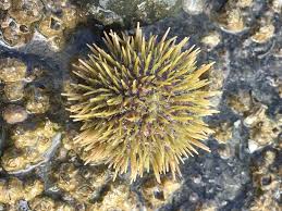 Image result for Strongylocentrotus droebachiensis