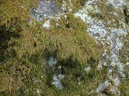 Attēlu rezultāti vaicājumam “Pterigynandrum filiforme”