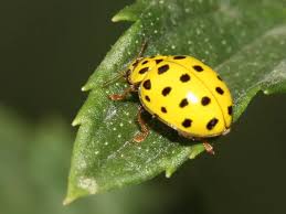 Attēlu rezultāti vaicājumam “Psyllobora vigintiduopunctata”