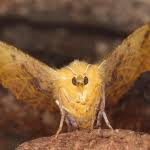 Attēlu rezultāti vaicājumam “Ennomos autumnaria male”