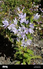 Image result for Campanula moesiaca