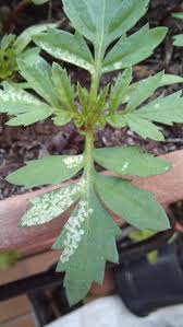 Attēlu rezultāti vaicājumam “Tagetes leaf”