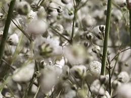 Attēlu rezultāti vaicājumam “Gypsophila paniculata bud”