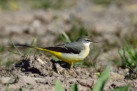 Attēlu rezultāti vaicājumam “Motacilla cinerea”