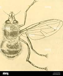 Attēlu rezultāti vaicājumam “Brachycera”