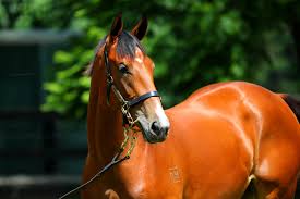 Image result for Bletchingly Badminton Club