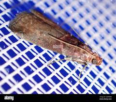 Attēlu rezultāti vaicājumam “Acrobasis advenella”