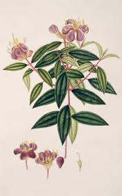 Attēlu rezultāti vaicājumam “Astragalus arenarius flower”